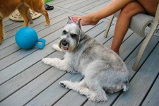 image of standard_schnauzer