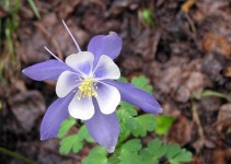 image of flower