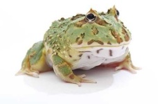 image of animal