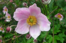 image of flower