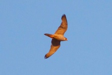 image of animal