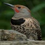 image of bird