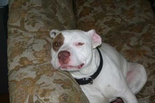 image of american_staffordshire_terrier #22