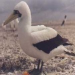 image of bird
