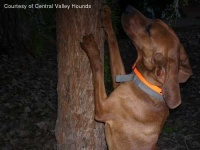 image of walker_hound