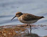image of red_backed_sandpiper