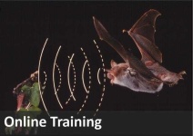 image of animal