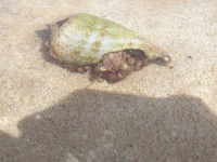 image of hermit_crab