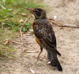 image of robin