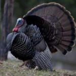 image of wild_turkey #21