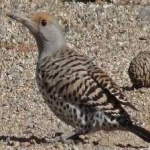 image of bird