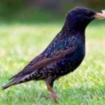 image of bird