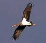 image of black_stork