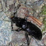 image of ground_beetle #11