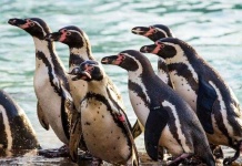 image of penguin