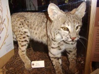 image of lynx