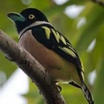 image of bird