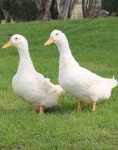 image of animal