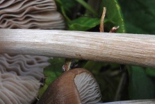 image of mushrooms