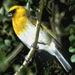 image of bird