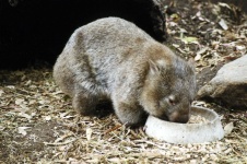 image of wombat
