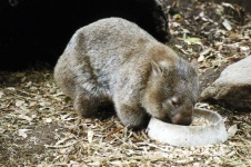 image of wombat #22