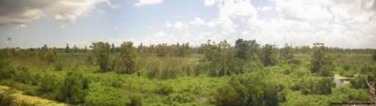 image of swamp