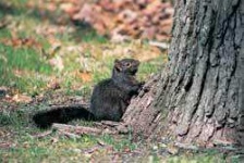 image of fox_squirrel