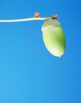 image of acorn