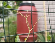 image of rain_barrel