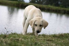 image of labrador_retriever #8