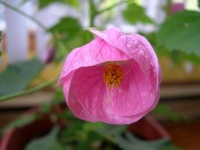 image of flower