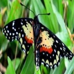 image of animal