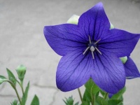 image of balloon_flower #14