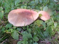 image of bolete #11