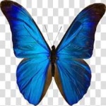 image of animal