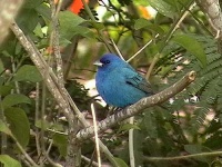 image of indigo_bunting