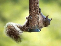 image of animal