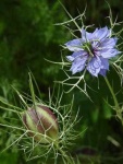 image of flower