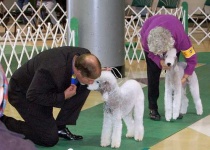 image of bedlington_terrier