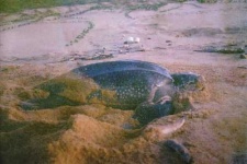 image of leatherback_turtle