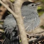 image of bird
