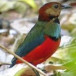 image of red_bellied_pitta #14