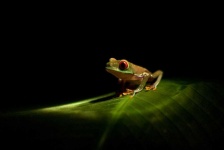 image of animal