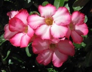 image of flower