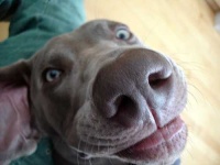 image of weimaraner