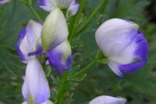 image of flower