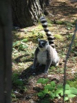 image of madagascar_cat