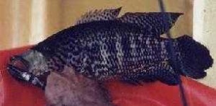 image of animal