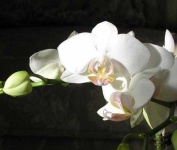 image of moon_orchid #22